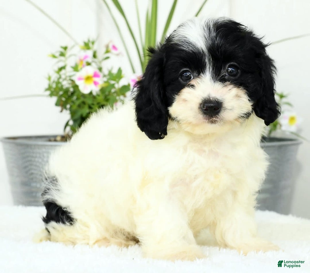 Cavapoo dogs for sale: Gloria - Image 4