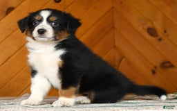 Australian Shepherd dogs for sale: Allie - Image 4