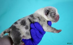 American Bully dogs for sale: Blue/white Merle Female - Image 3