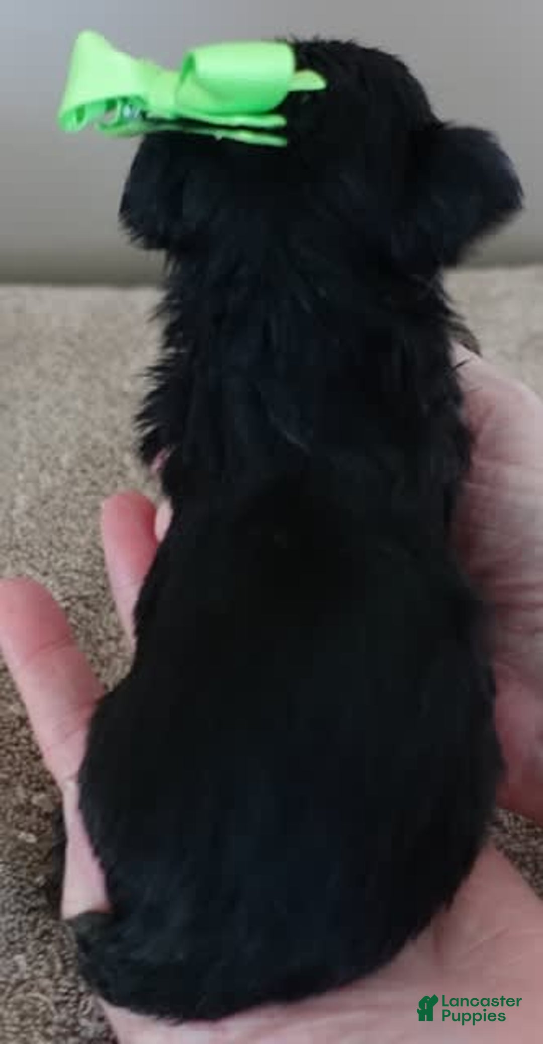 Yorkshire Terrier dogs for sale: Dodge - Image 21
