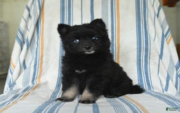 Pomsky dogs for sale: Hershey - Image 3