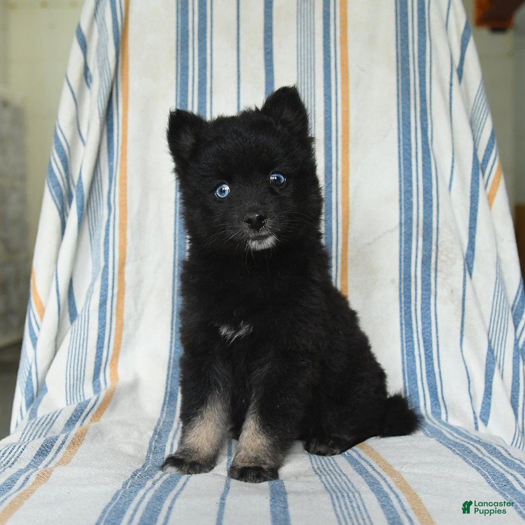 Pomsky dogs for sale: Hershey - Image 3