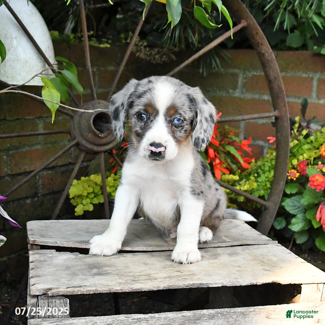 Miniature Australian Shepherd dogs for sale: Felix - Image 1