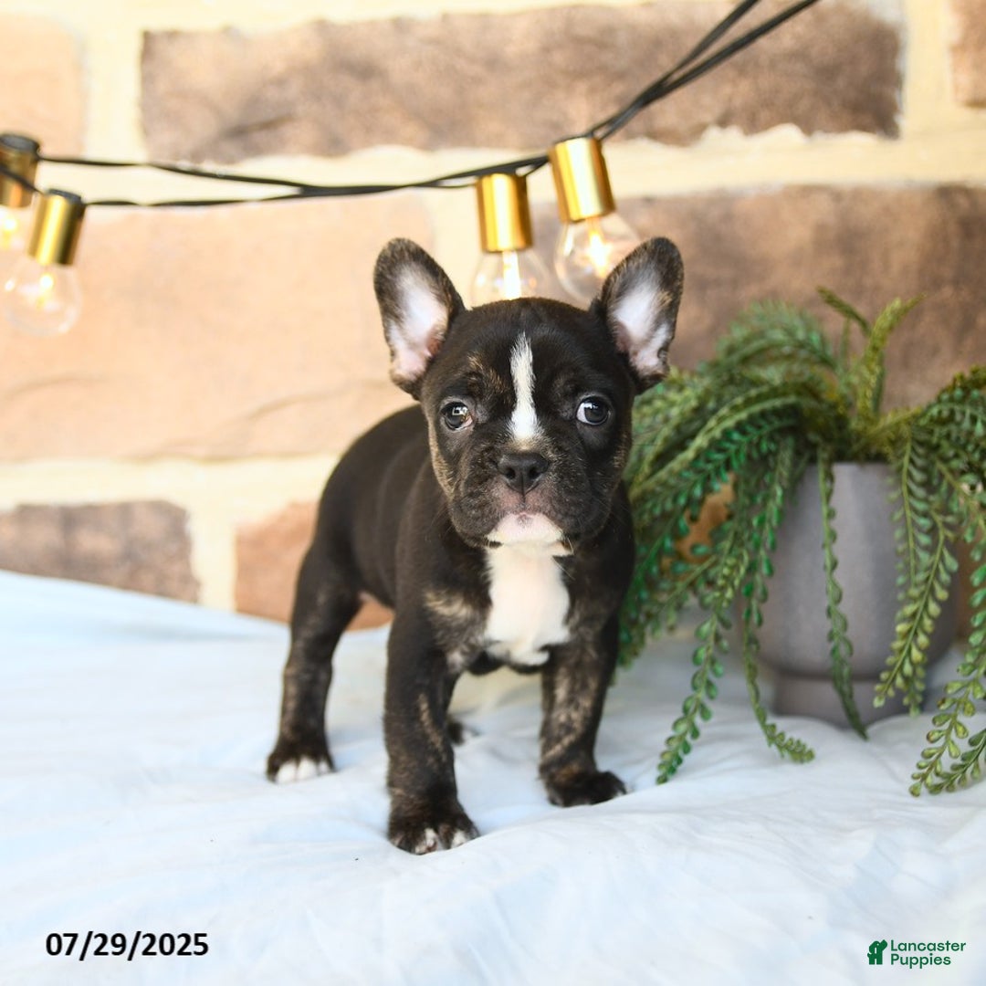 Frenchton dogs for sale: Captain - Image 3