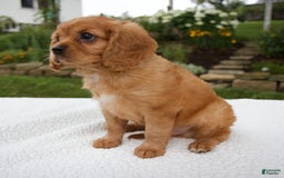 Cavalier King Charles Spaniel dogs for sale: Griffin - Image 4