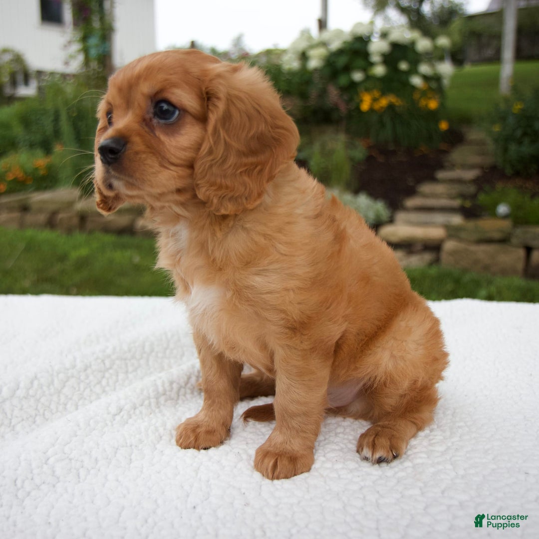 Cavalier King Charles Spaniel dogs for sale: Griffin - Image 4