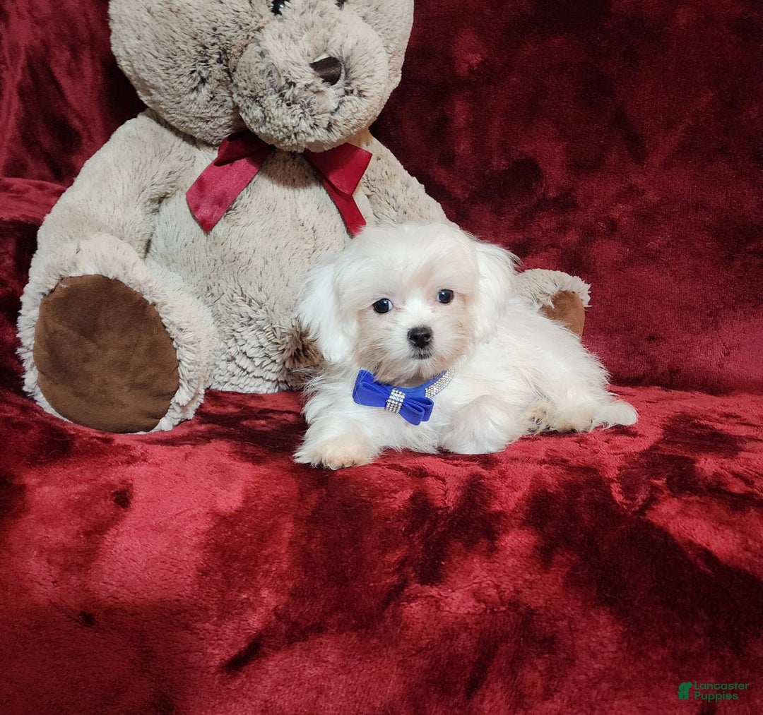 Malshi dogs for sale: Kona - Image 8