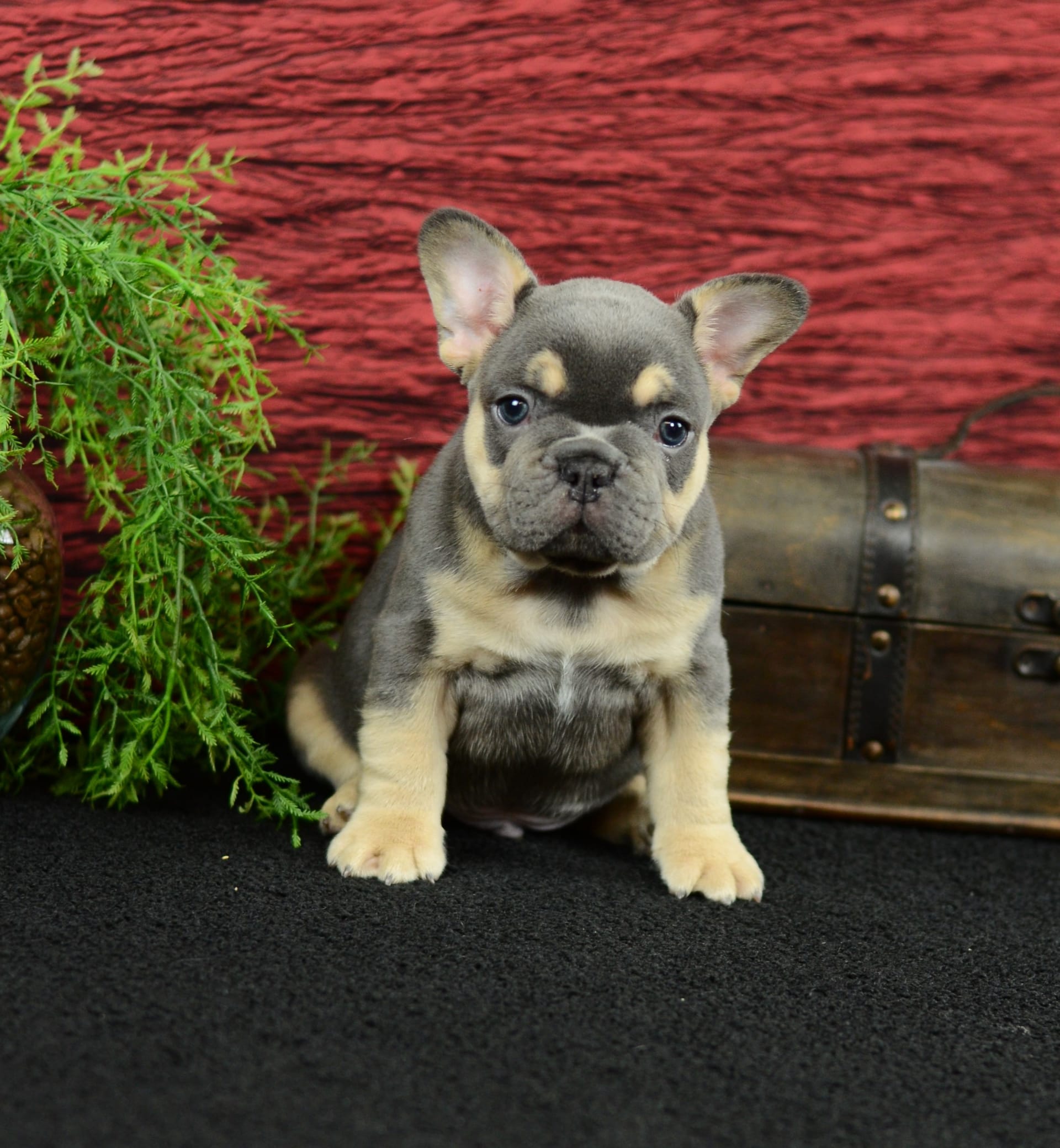 French Bulldog dogs for sale: Trooper - Image 7