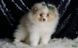 Pomeranian dogs for sale: Chai - Image 5