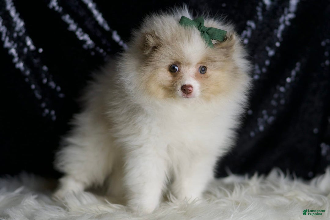 Pomeranian dogs for sale: Chai - Image 5