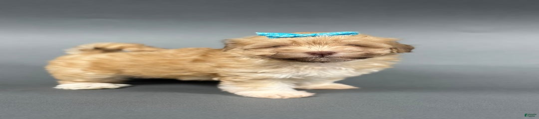 OAKLEE