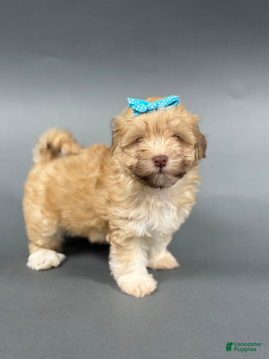 Havanese dogs for sale: OAKLEE - Image 1