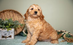 Mini Goldendoodle dogs for sale: Saria - Image 5