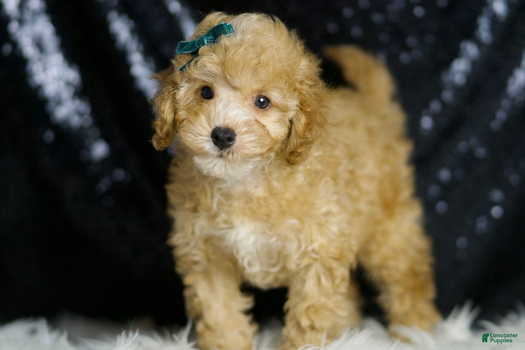 Toy Poodle dogs for sale: Connor - Image 5