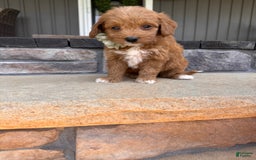 Mini Goldendoodle dogs for sale: Zara - Image 4