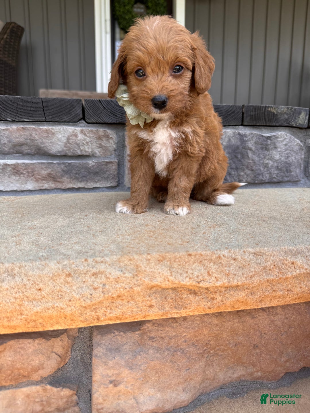 Mini Goldendoodle dogs for sale: Zara - Image 4