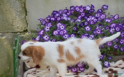 Cavalier King Charles Spaniel dogs for sale: Charlie - Image 2