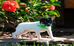 Toy Fox Terrier dogs for sale: Parker - Image 4
