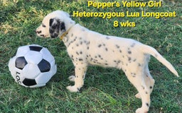 Dalmatian dogs for sale: Peppers Yellow Girl - Image 15