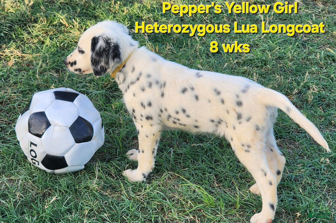Dalmatian dogs for sale: Peppers Yellow Girl - Image 15