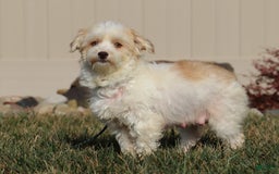 Havanese dogs for sale: Rex - Image 6