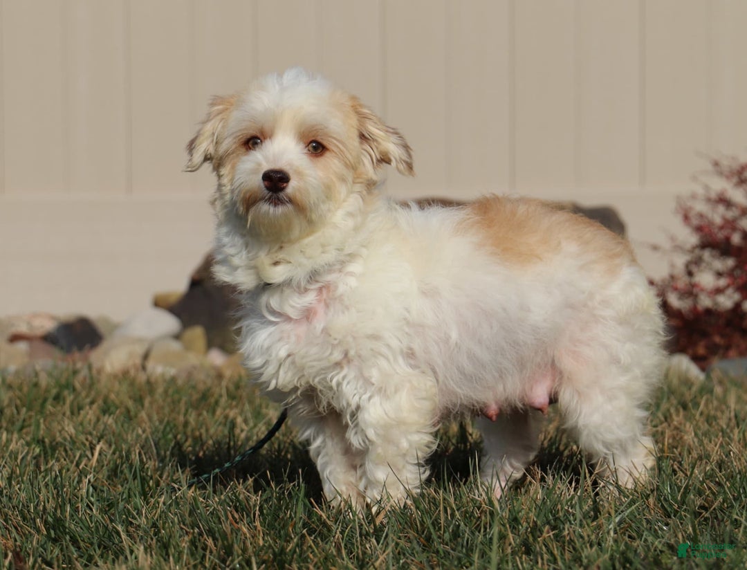 Havanese dogs for sale: Rex - Image 6