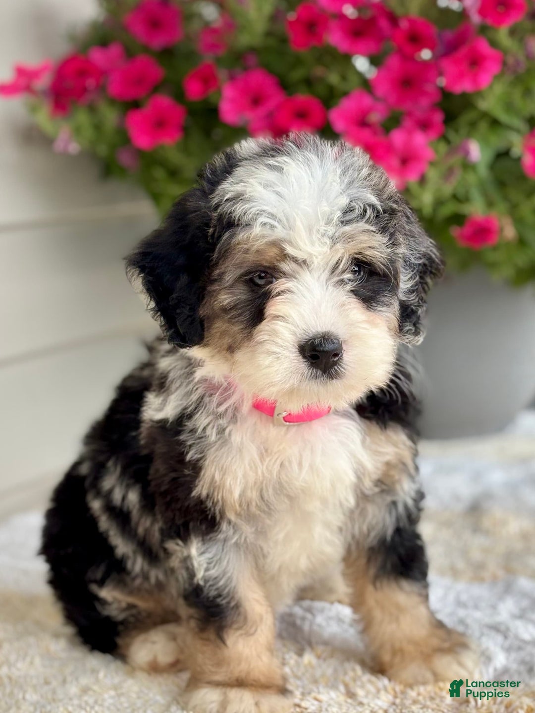 Mini Bernedoodle dogs for sale: Callie - Image 5
