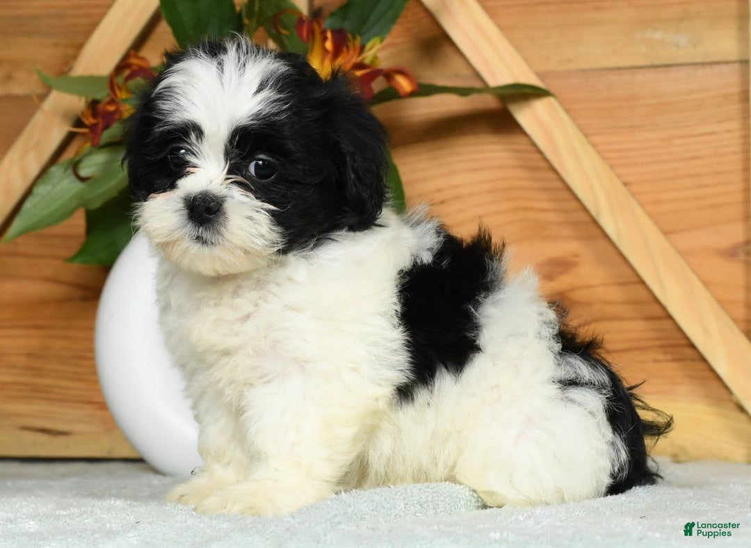 Teddy Bear dogs for sale: Summer - Image 9