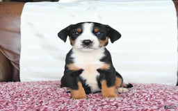 Greater Swiss Mountain Dog dogs for sale: Goldie - Image 5