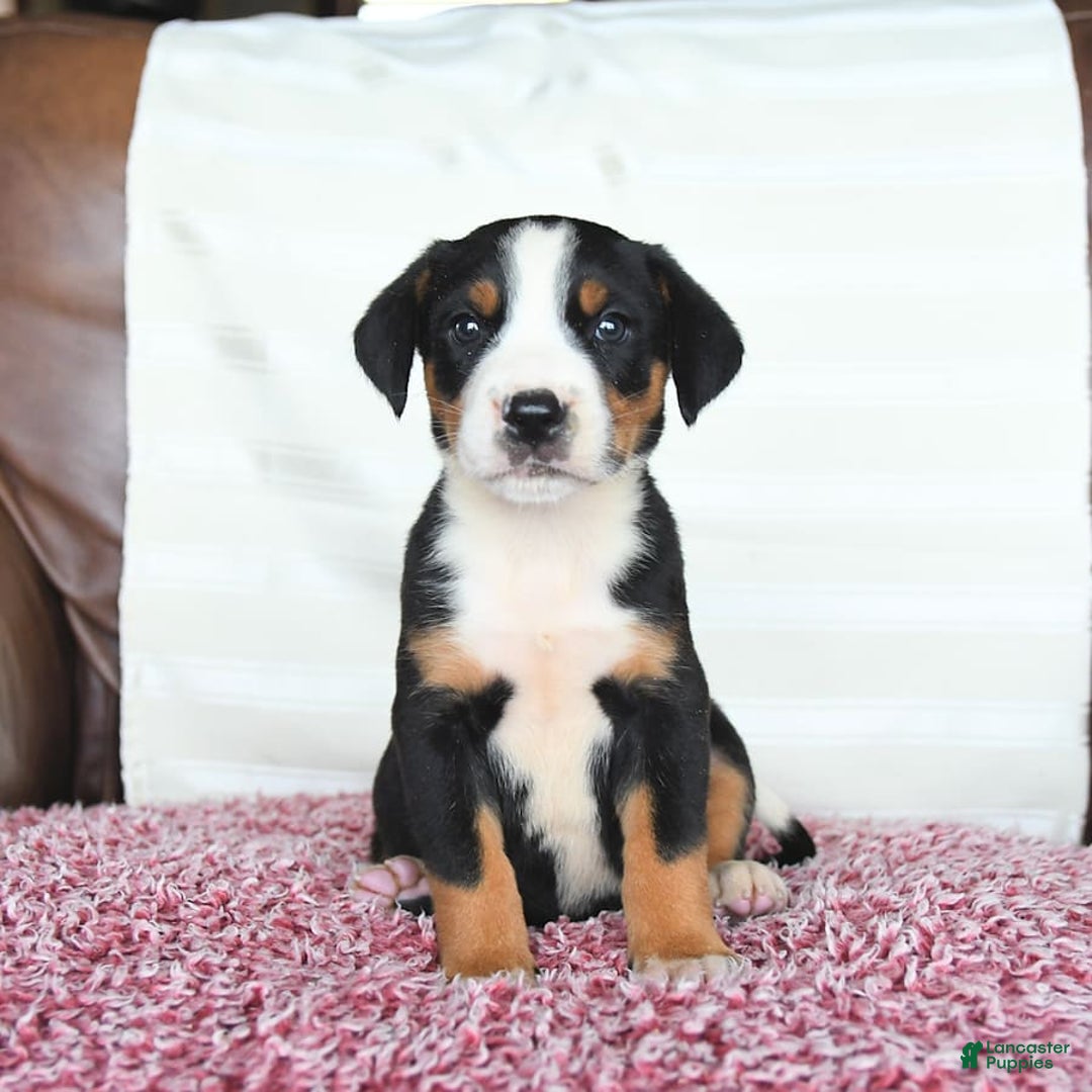 Greater Swiss Mountain Dog dogs for sale: Goldie - Image 5