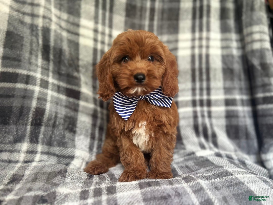 Cavapoo dogs for sale: Dash - Image 1