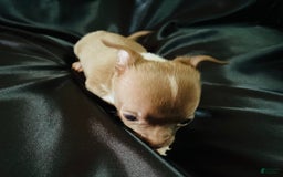 Chihuahua dogs for sale: Mocha - Blue Eyed Dual Pedigreed - Image 2
