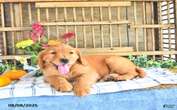 Golden Retriever dogs for sale: Golden Retriever 11 puppies - Image 24