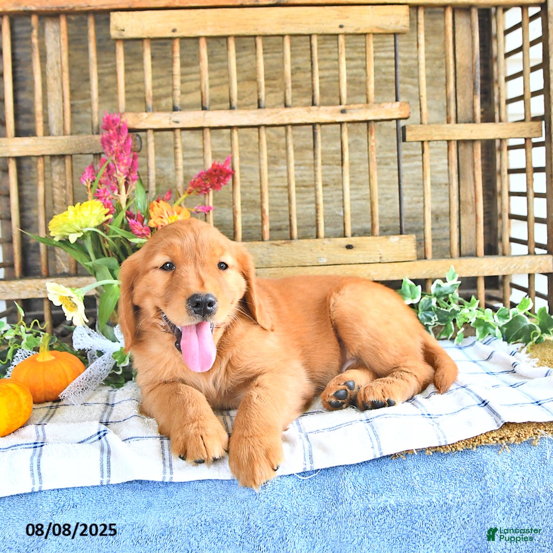 Golden Retriever dogs for sale: Golden Retriever 11 puppies - Image 24