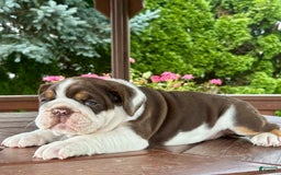 English Bulldog dogs for sale: Gisele - Image 8