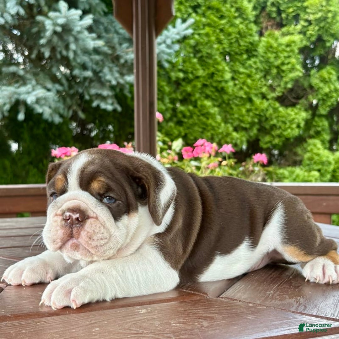 English Bulldog dogs for sale: Gisele - Image 8