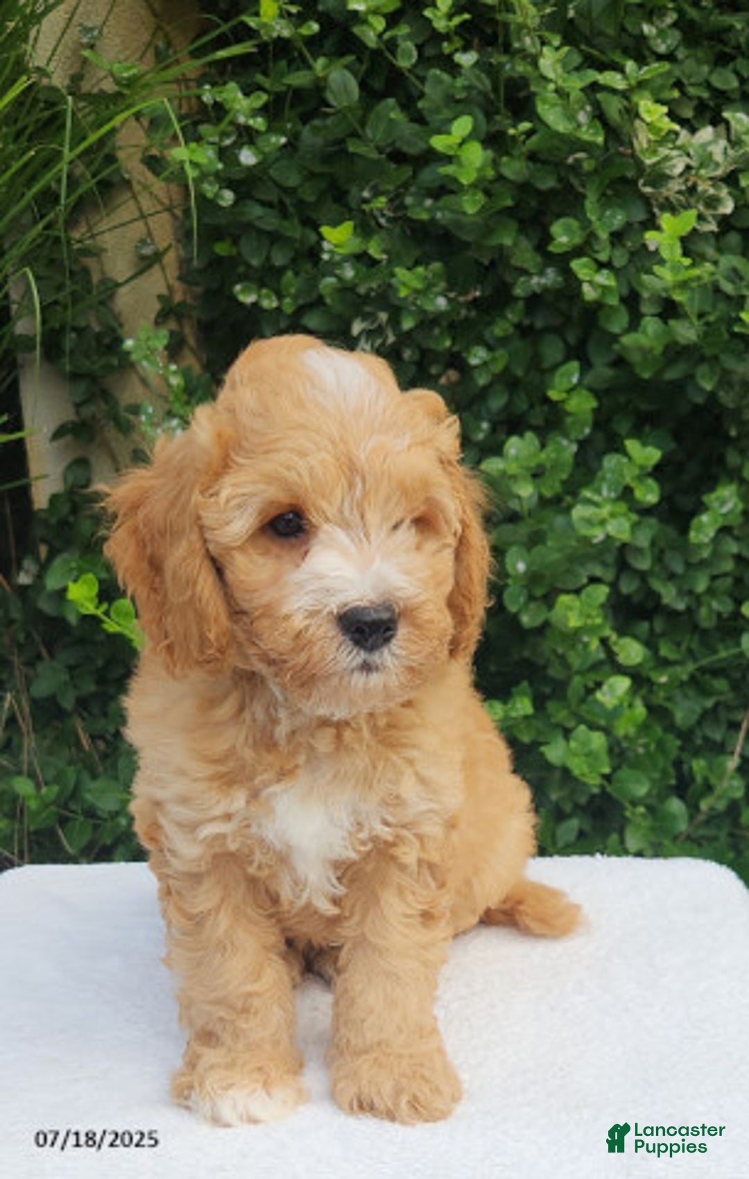 Mini Goldendoodle dogs for sale: Waylon - Image 4