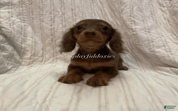 Dachshund dogs for sale: Tiny Girl Cecelia - Image 1