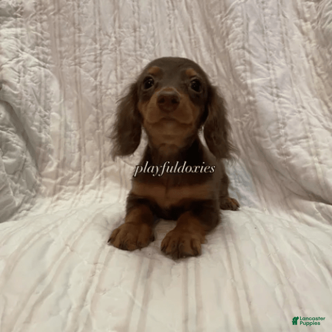 Dachshund dogs for sale: Tiny Girl Cecelia - Image 1