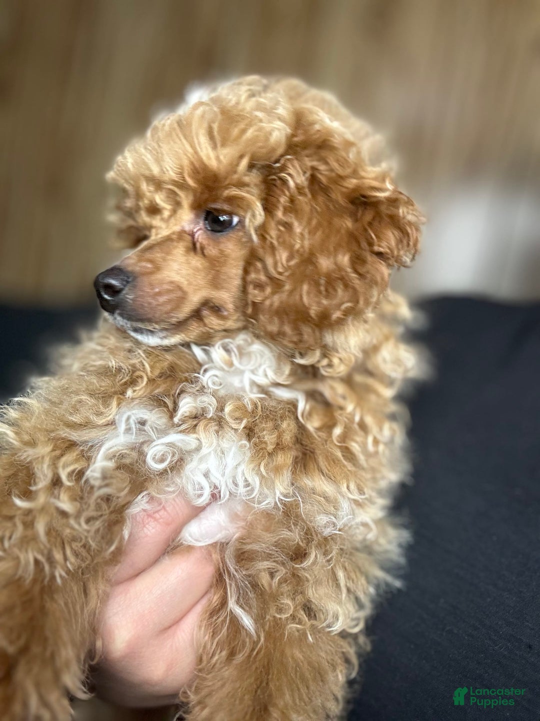 Toy Poodle dogs for sale: Lada - Image 9