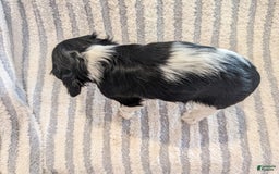 Cockalier dogs for sale: Delilah - Image 2