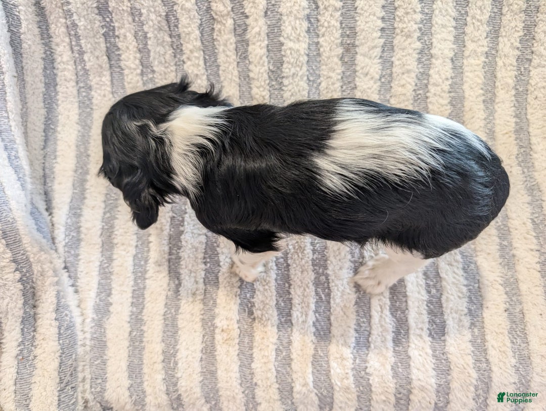 Cockalier dogs for sale: Delilah - Image 2
