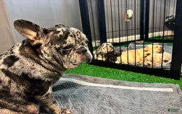 French Bulldog dogs for sale: Roscoe - Image 4