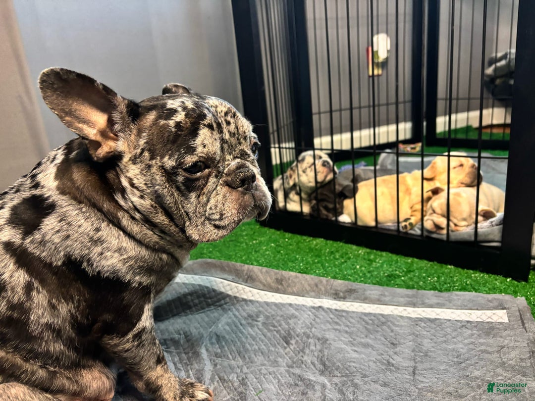 French Bulldog dogs for sale: Roscoe - Image 4