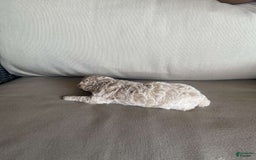 Toy Poodle dogs for sale: Sugar - Image 4