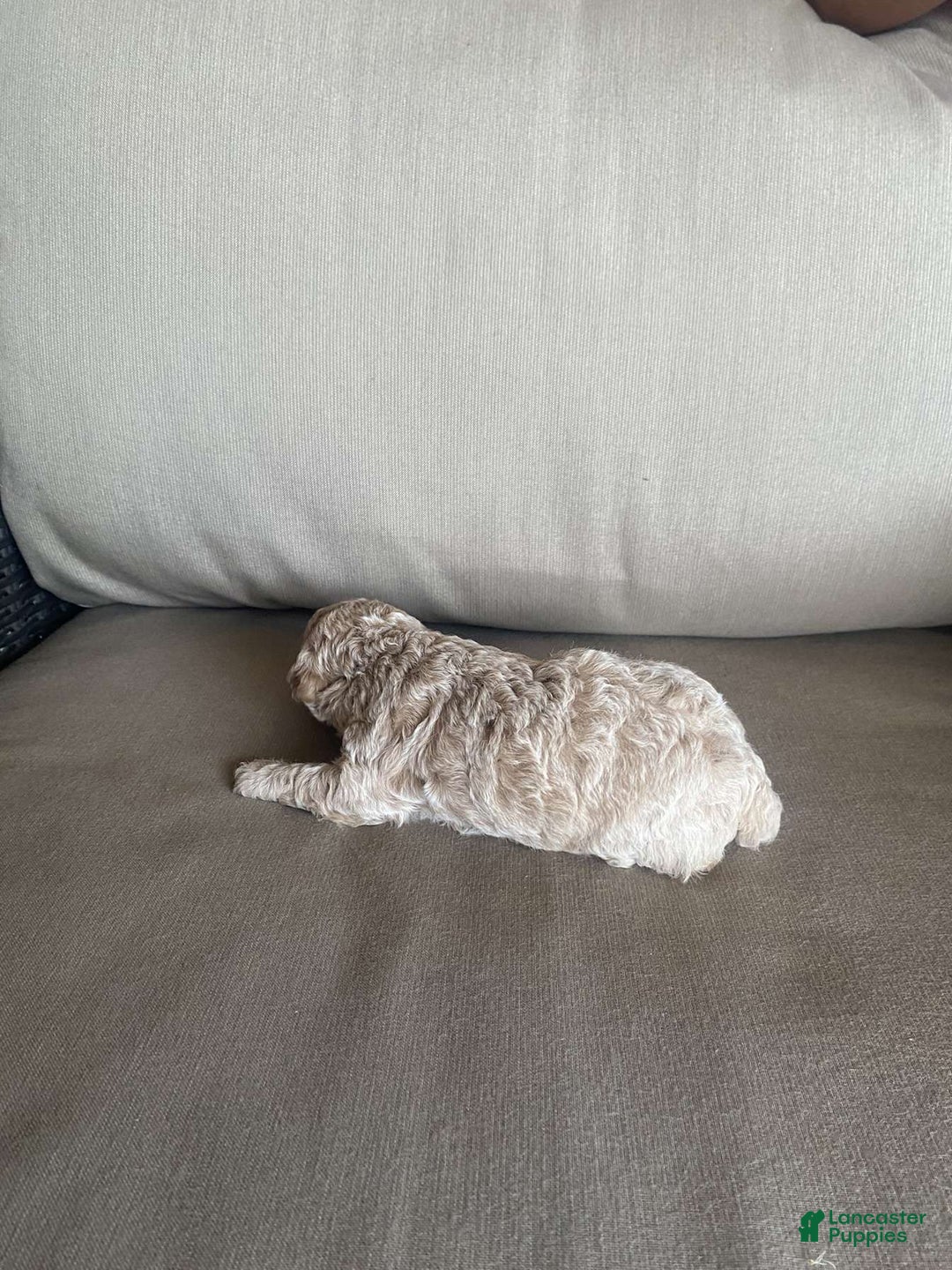 Toy Poodle dogs for sale: Sugar - Image 4
