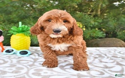 Mini Goldendoodle dogs for sale: Dixie - Image 12