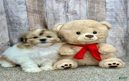 Shihpoo dogs for sale: Cupcake - Image 2