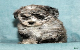 Bichpoo dogs for sale: Minnie - Image 9