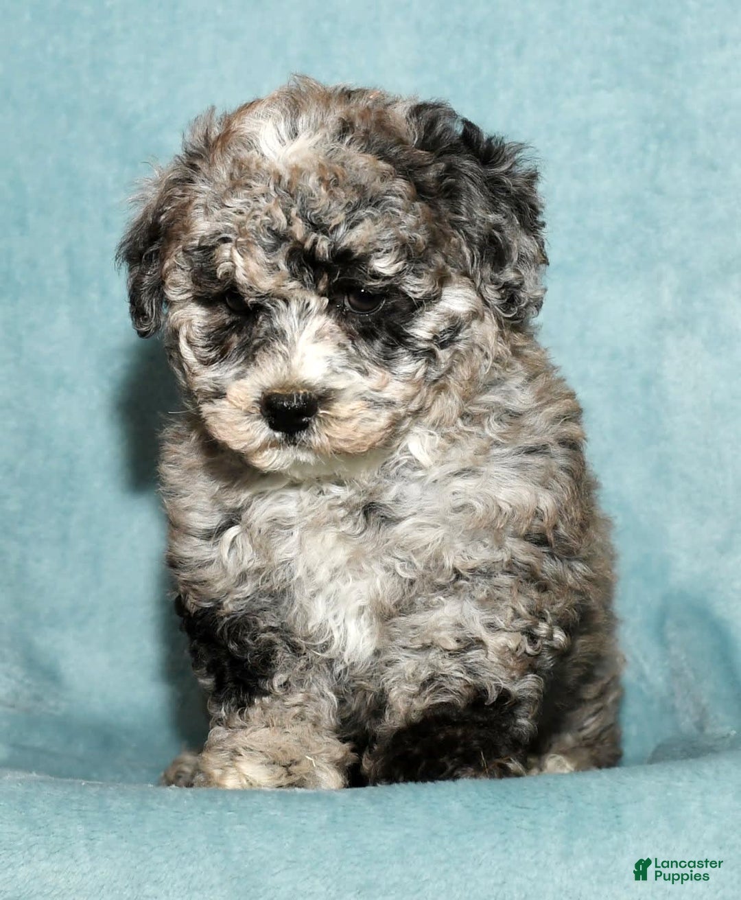 Bichpoo dogs for sale: Minnie - Image 9